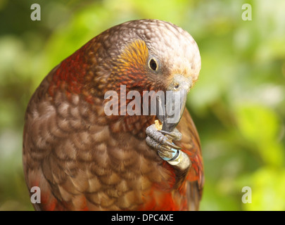 Un Kaka, un pappagallo minacciate, alimentazione su un dado. Foto Stock