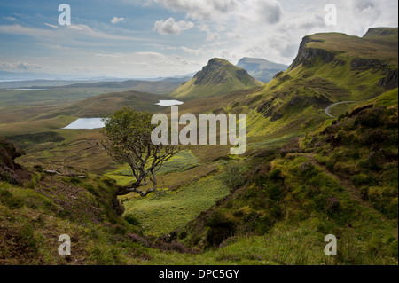 Quirang, Lone Tree, isola di Skye Foto Stock