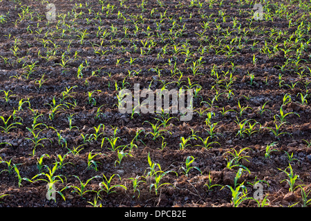 I giovani di granoturco / piante di mais in un campo indiano. Andhra Pradesh, India Foto Stock