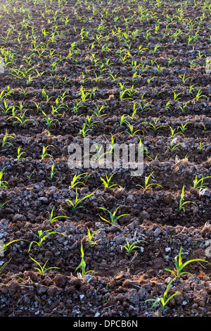 I giovani di granoturco / piante di mais in un campo indiano. Andhra Pradesh, India Foto Stock