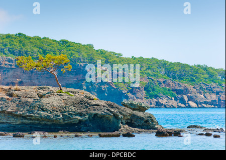 Lone Pine tree crescono su una roccia vicino al mare Foto Stock