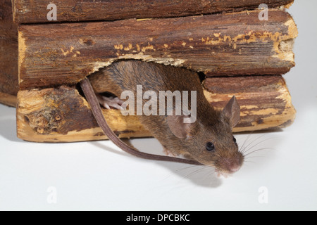 Casa Mouse (Mus musculus). Emergente da un foro masticato attraverso una piantagione di legno contenitore. Foto Stock