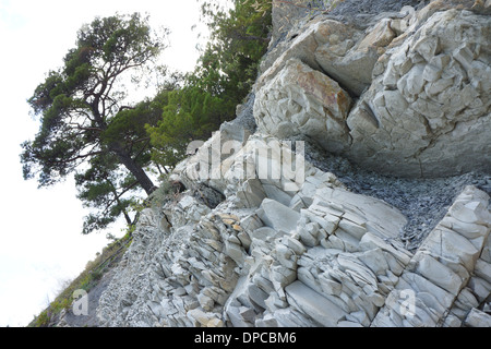 Un albero che cresce sulle rocce Foto Stock