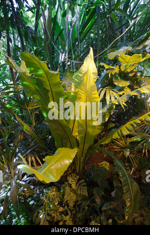 Turku: Giardini botanici: felci Foto Stock