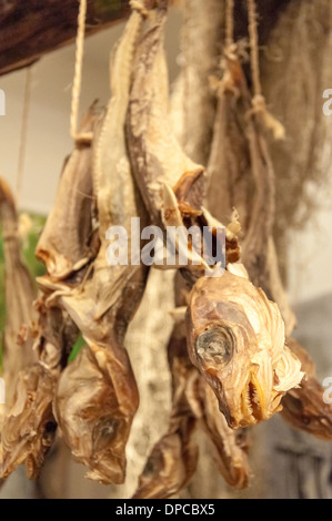 Lo Stoccafisso pesce in Islanda Foto Stock