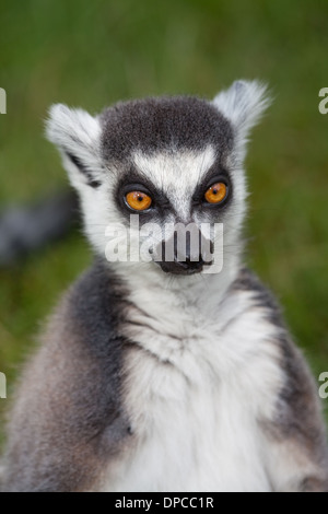 Anello-coda (Lemure Lemur catta). Foto Stock