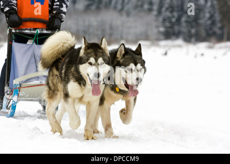 Sled Dog Race alaskan malamute Foto Stock