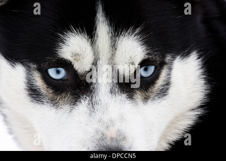 Close up su gli occhi blu di un siberian husky cane Foto Stock