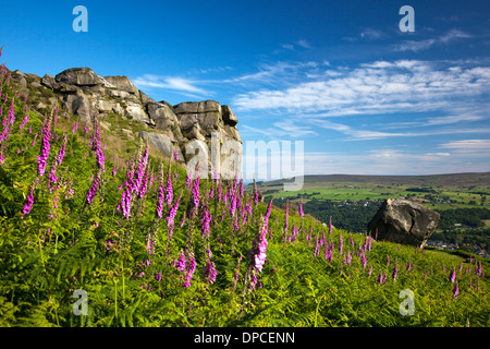 Mucca e vitello vicino a Ilkley West Yorkshire Foto Stock