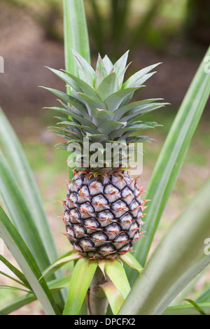 Ananas, Ananas comosus, dalla Tailandia Foto Stock