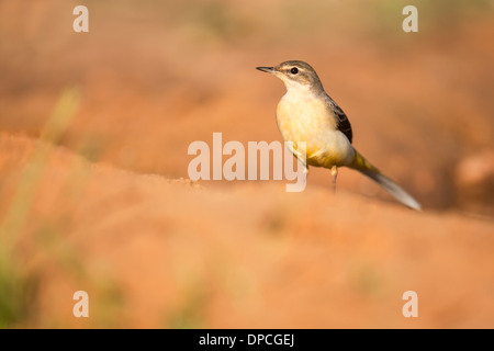 Femmina Wagtail grigio (Motacilla cinerea). Grigio cutrettole si trovano in tutta Europa temperata e Asia e parti dell Africa Foto Stock