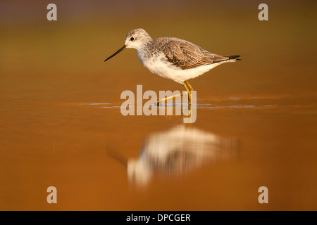 Marsh Sandpiper (Tringa stagnatilis) wading nell'acqua. Fotografato in Ein Afek Riserva Naturale, Israele in novembre Foto Stock