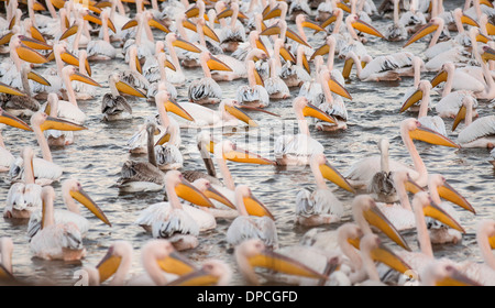 Grande pellicani bianchi. Gregge di grande bianco pellicani (Pelecanus onocrotalus) in un lago. Foto Stock