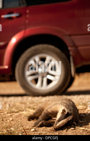 Dead europeo (Badger Meles meles) al lato di una strada. Foto Stock