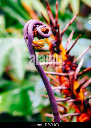 Dettaglio di una felce lo svolgimento di una giovane frond al Parco Nazionale Vulcani delle Hawaii, Big Island delle Hawaii, Foto Stock