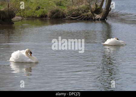 Cigni (Cygnus olor). Due delle pannocchie (maschi) con un territorio confine tracciata attraverso il fiume tra loro. Fiume Bure, Norfolk. Foto Stock