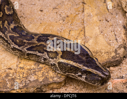 Pollo Snake si insinua sulla terra Foto Stock