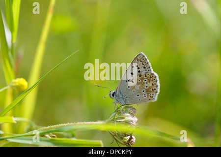 Chalkhill blu (Lysandra coridon) Foto Stock