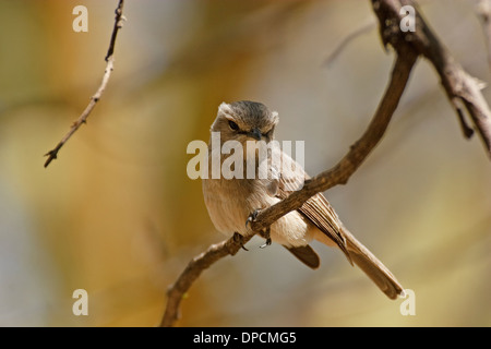 Grigio africano Flycatcher (Bradornis microrhynchus ssp. microrhynchus) Foto Stock