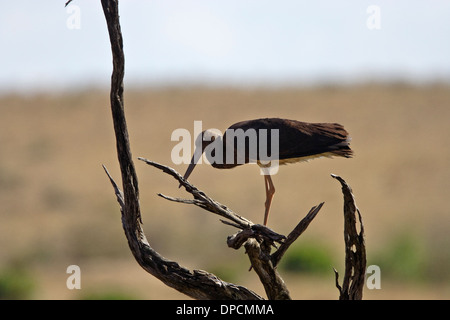 Cicogna Nera (Ciconia nigra) capretti Foto Stock