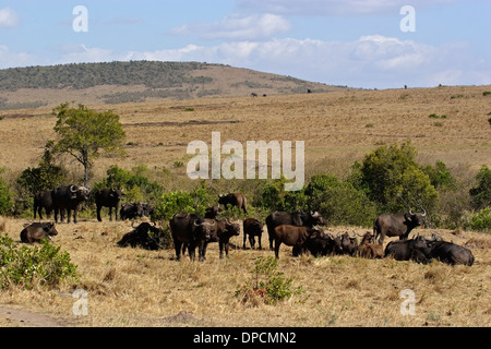 Una mandria di bufali africani (Syncerus caffer) nel Masai Mara paesaggio. Elefante africano in background Foto Stock