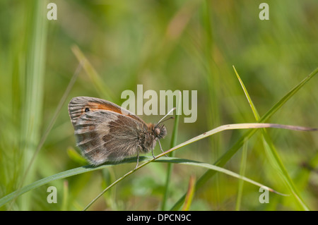 Small Heath (Coenonympha pamphilus). Adulto appollaiato sulla lama per erba. Foto Stock