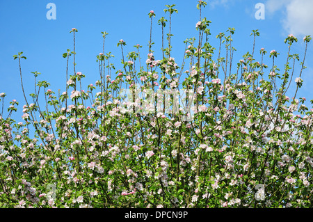 Apple Blossom. Bramley piantina. Foto Stock