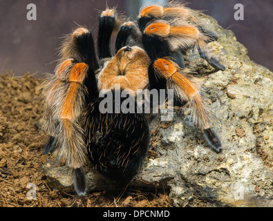 Tarantula ragno in natura. Close up macro shot Foto Stock