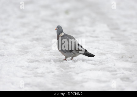 Il Colombaccio ( Columba palumbus) rovistando in inverno la neve Foto Stock