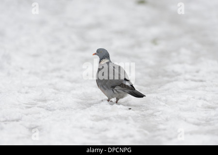 Il Colombaccio ( Columba palumbus) rovistando in inverno la neve Foto Stock