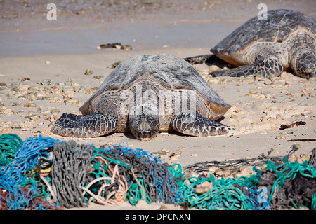 Tartarughe marine verdi vengono a riva per deporre le uova passato detriti lavato fino sulla Spiaggia di Midway Atoll National Wildlife Refuge Giugno 29, 2005 in Isola Midway, STATI UNITI D'AMERICA. Una stima di 57 tonnellate di detriti marini lavarsi le isole remote e di anno in anno. Foto Stock