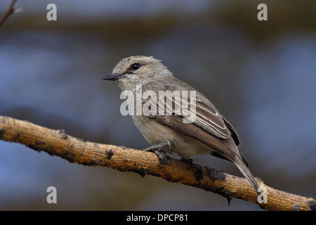 Grigio africano Flycatcher (Bradornis microrhynchus ssp. microrhynchus) Foto Stock