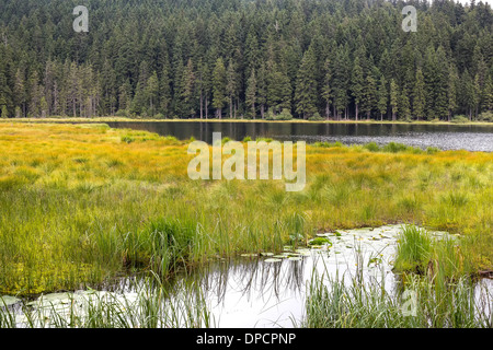 Piccolo lago Arber nel Parco Nazionale della Foresta Bavarese - Germania Foto Stock