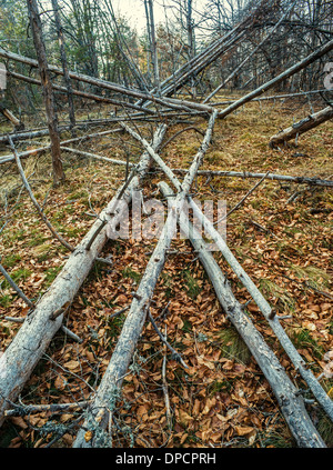 Caduti gli alberi morti nella foresta. Foto Stock