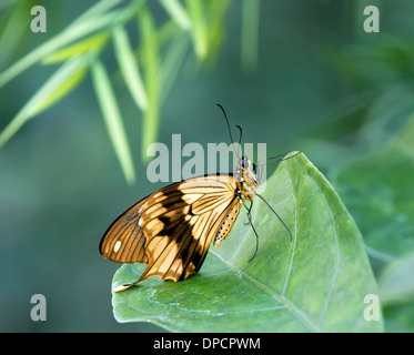 A coda di rondine africana butterfly (Papilio dardano) arroccato su una foglia. Verde Naturale sfondo con copia spazio. Foto Stock