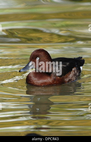 Un ritratto di moretta tabaccata (Aythya nyroca) nel fiume Simeto Foto Stock