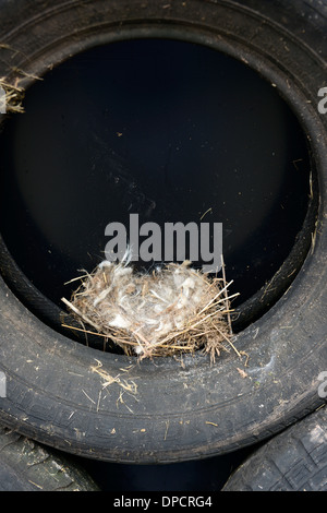 Nido di uccelli in nero pneumatici insilato stack pit farm insolito aprire poco sicuro insicuro luogo di nidificazione di uccelli Foto Stock