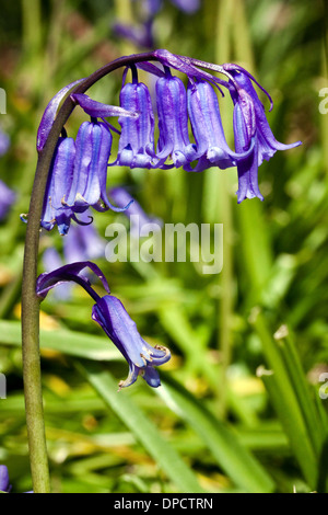 Un unico stelo bluebell crescendo in un legno di Norfolk. Foto Stock