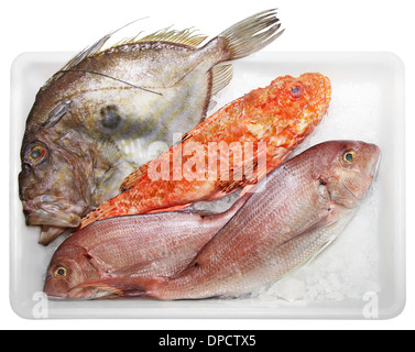 Scorpaenidae freschi, John Dory e dentici qualità e squisiti piatti a base di pesce, solated su sfondo bianco Foto Stock