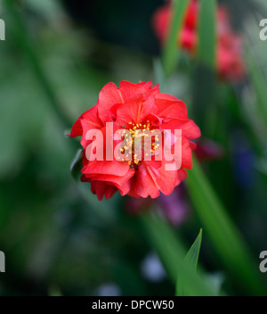 Geum chiloense mrs j bradshaw red fiore fiori fioritura bloom geums perenne Foto Stock