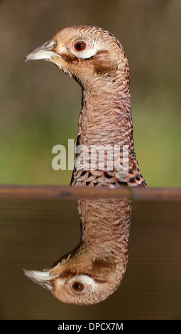 Comune, fagiano Phasianus colchicus, unica donna in acqua, Warwickshire, Gennaio 2014 Foto Stock