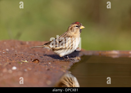 Lesser redpoll, Carduelis cabaret, singolo uccello in acqua, Warwickshire, Gennaio 2014 Foto Stock