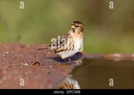 Lesser redpoll, Carduelis cabaret, singolo uccello in acqua, Warwickshire, Gennaio 2014 Foto Stock