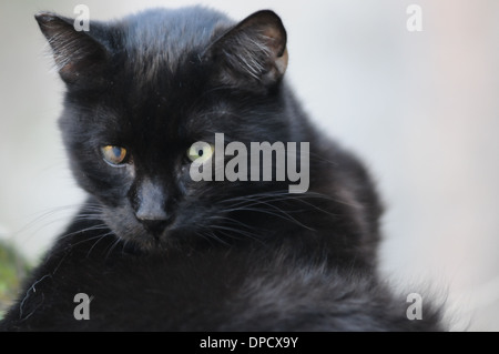 Un vecchio gatto randagio per le strade di Roma, Italia. Roma ha una politica di non mettere stray e gatti ammalati verso il basso. Foto Stock