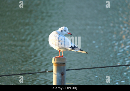 A testa nera seagull (yurikamome), Shinobazu stagno nel Parco di Ueno. Foto Stock