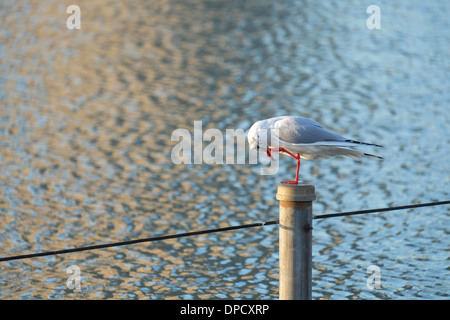 A testa nera seagull (yurikamome), Shinobazu stagno nel Parco di Ueno. Foto Stock