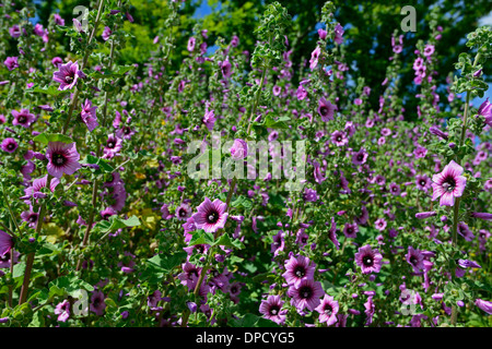 Malva Sylvestris zebrina var ssp mauritiana viola malva fiori fioritura bloom Foto Stock