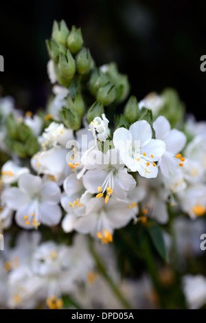 Polemonium caeruleum bianco perla album scaletta jacobs valeriana fioritura di fiori perenni bloom Foto Stock