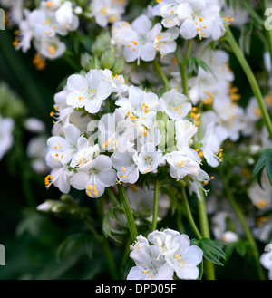 Polemonium caeruleum bianco perla album scaletta jacobs valeriana fioritura di fiori perenni bloom Foto Stock