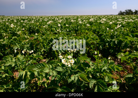 Campo di patate fiori bianchi blu cielo cielo agricoltura commerciale agricola la produzione di fecola di patate Foto Stock